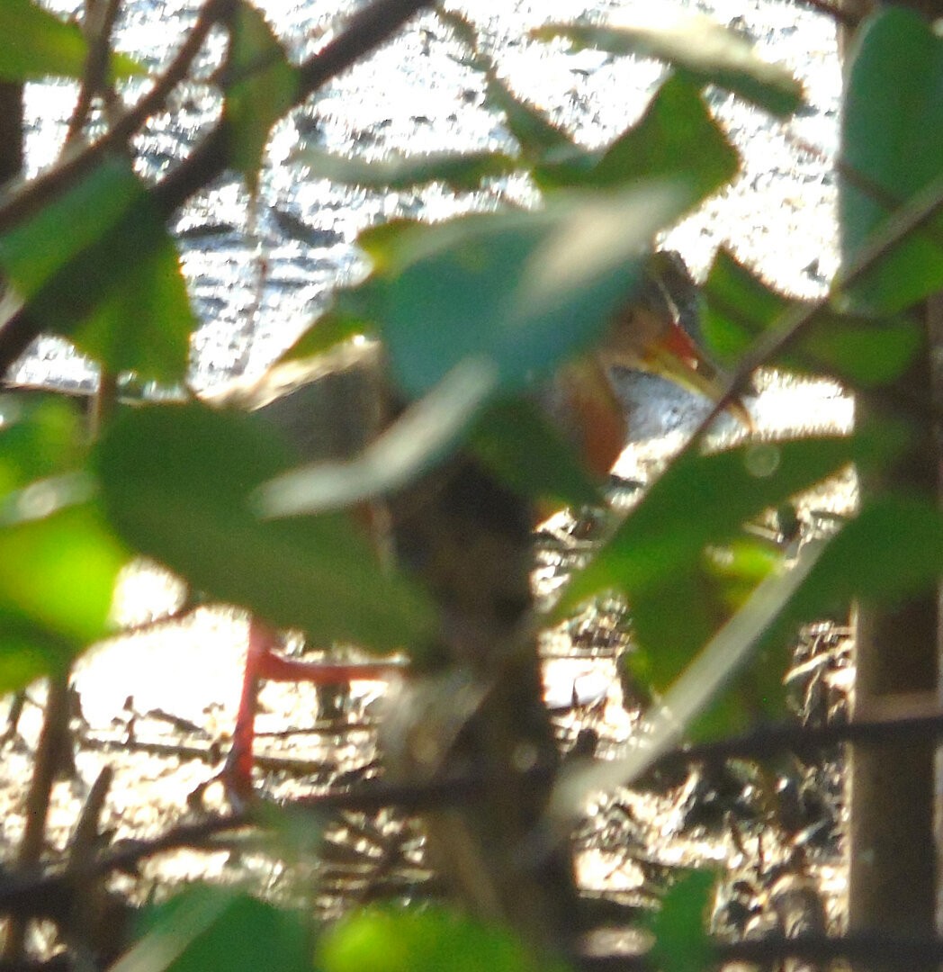 Little Wood-Rail - ML640110638