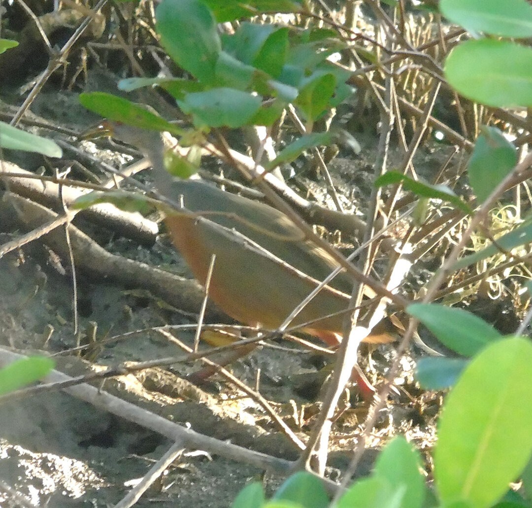 Little Wood-Rail - ML640110639