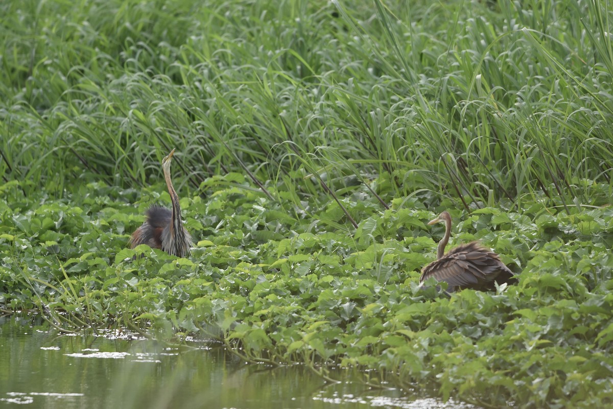 Purple Heron - ML640110668