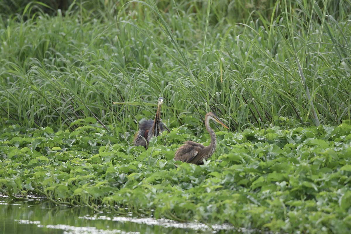 Purple Heron - ML640110672