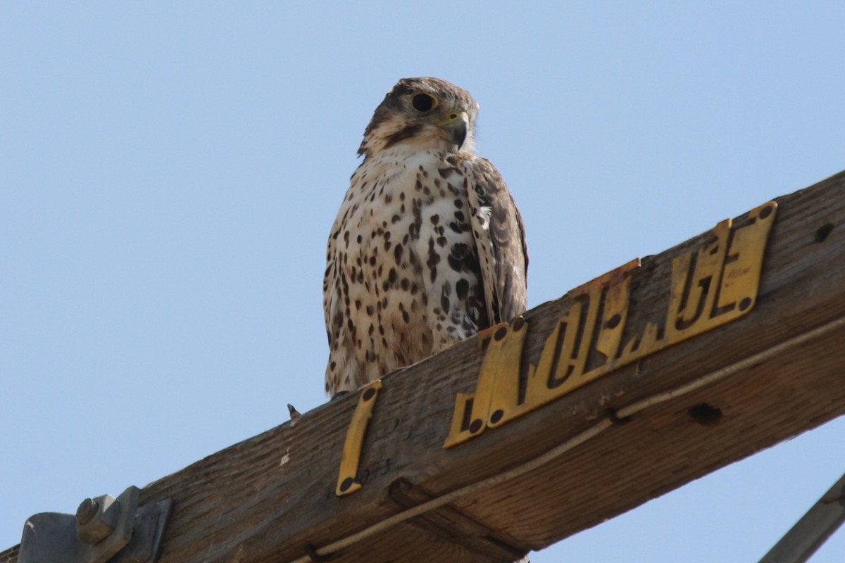 raroh prériový - ML640110759