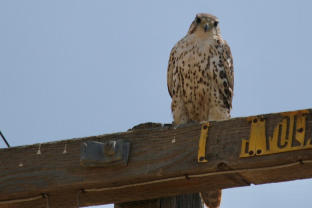 raroh prériový - ML640110760