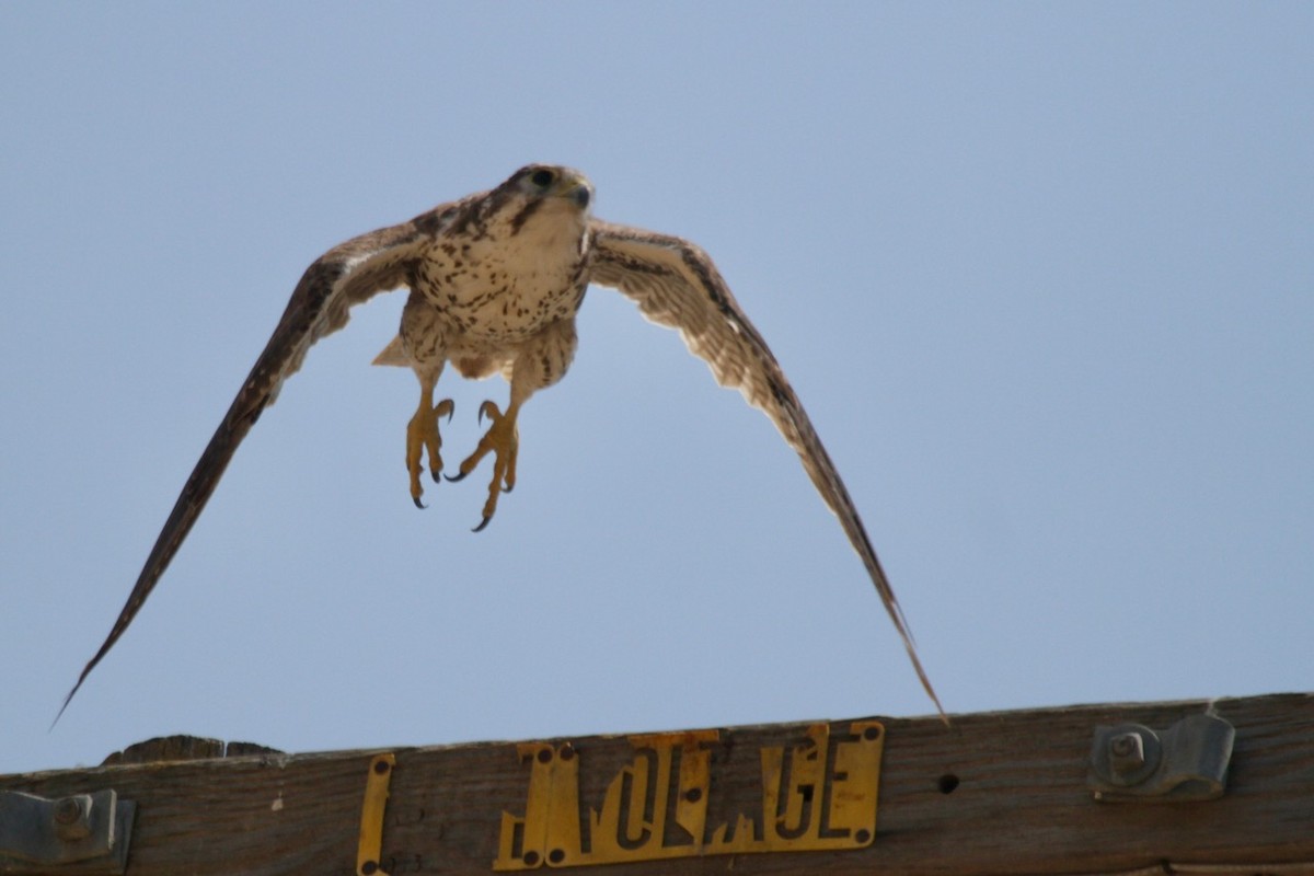 raroh prériový - ML640110761