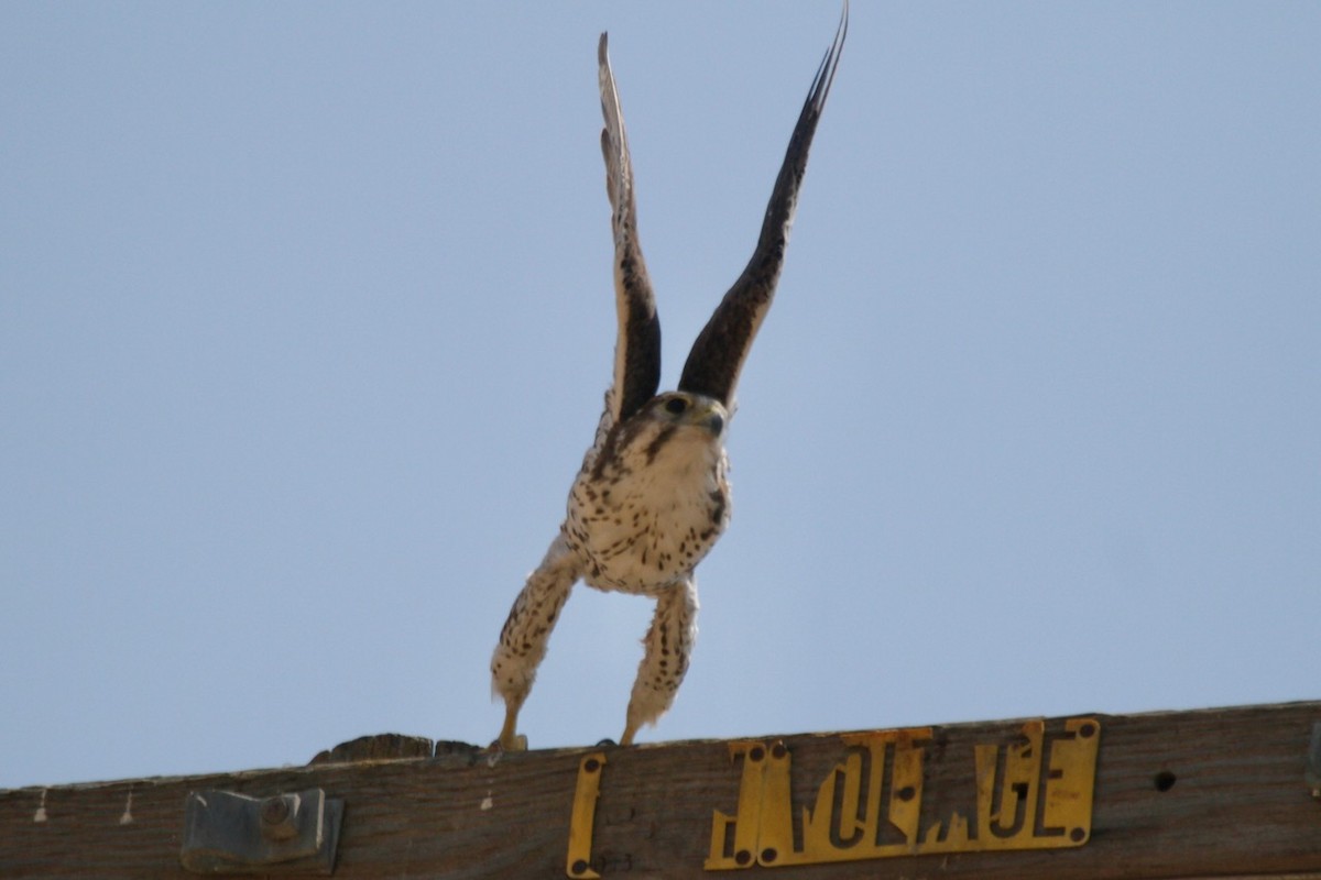 raroh prériový - ML640110762