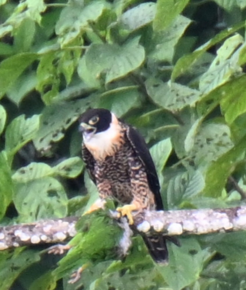 Orange-breasted Falcon - ML640110776