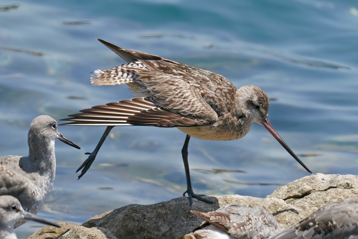 Bar-tailed Godwit - ML640110785