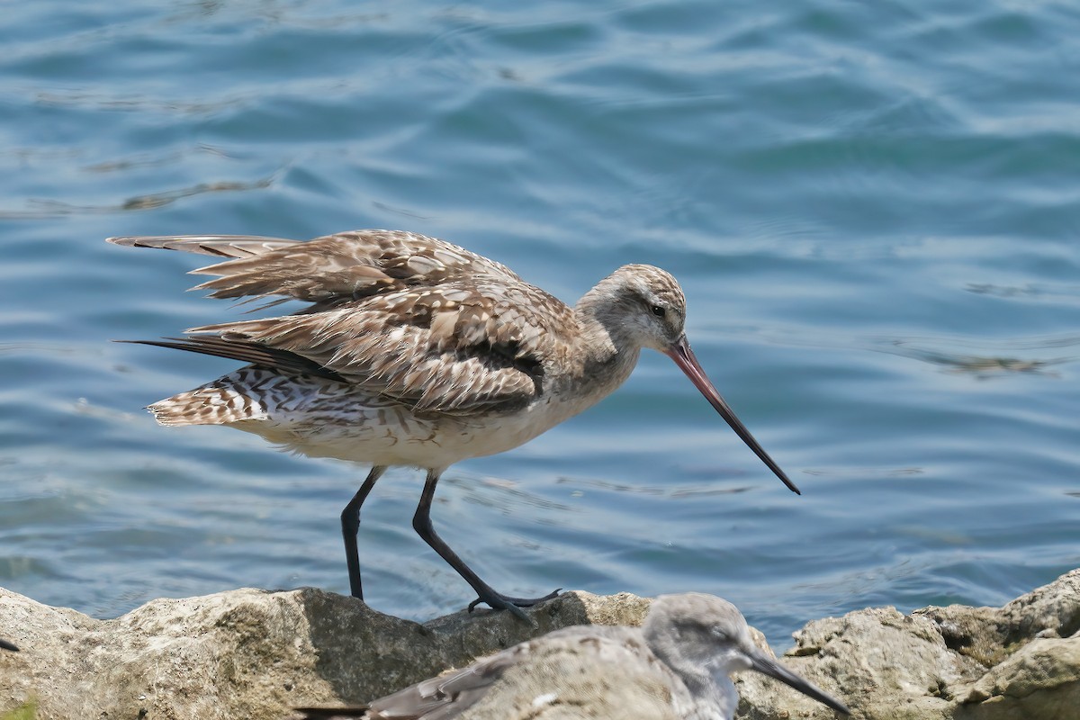 Bar-tailed Godwit - ML640110786