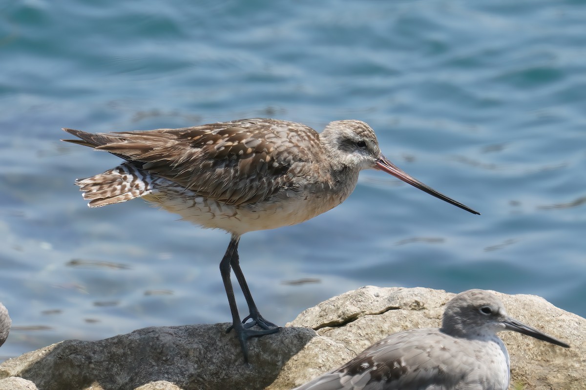 Bar-tailed Godwit - ML640110787
