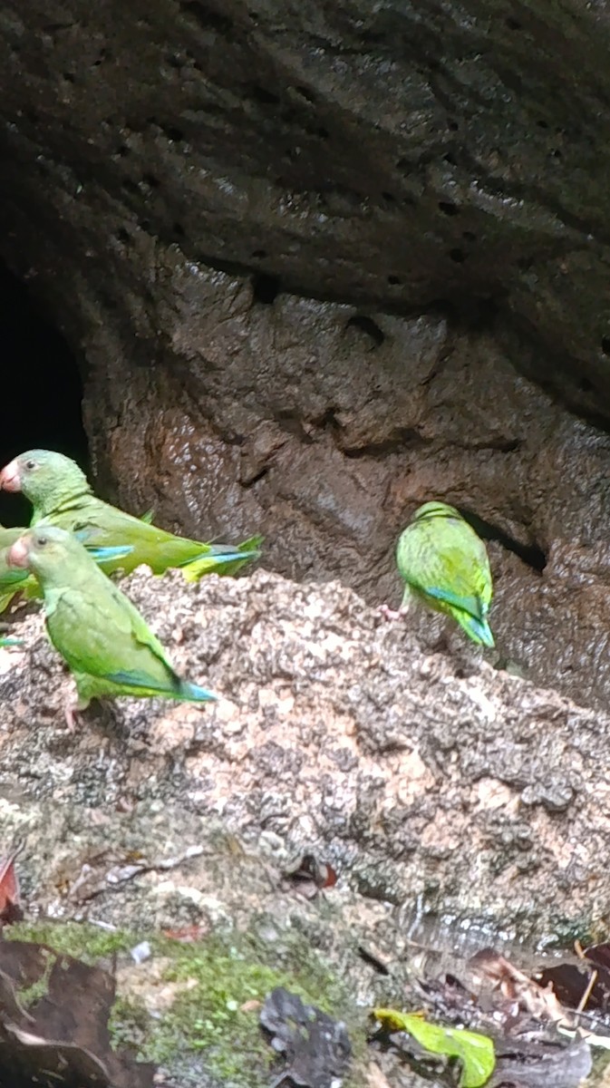 Cobalt-winged Parakeet - ML640110800