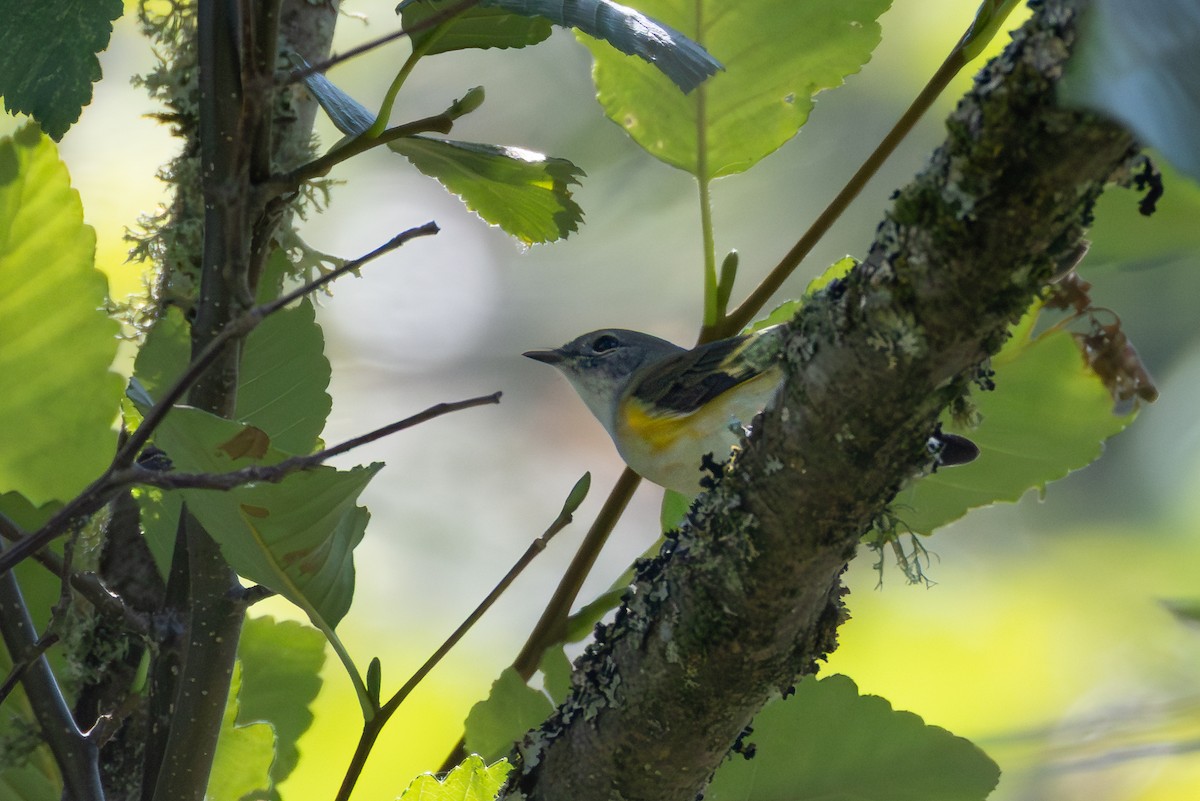 American Redstart - ML640110803