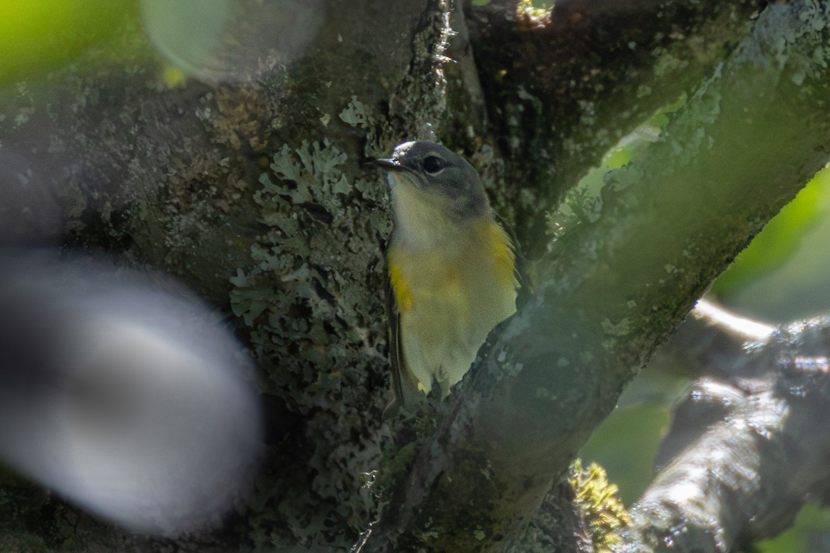 American Redstart - ML640110804