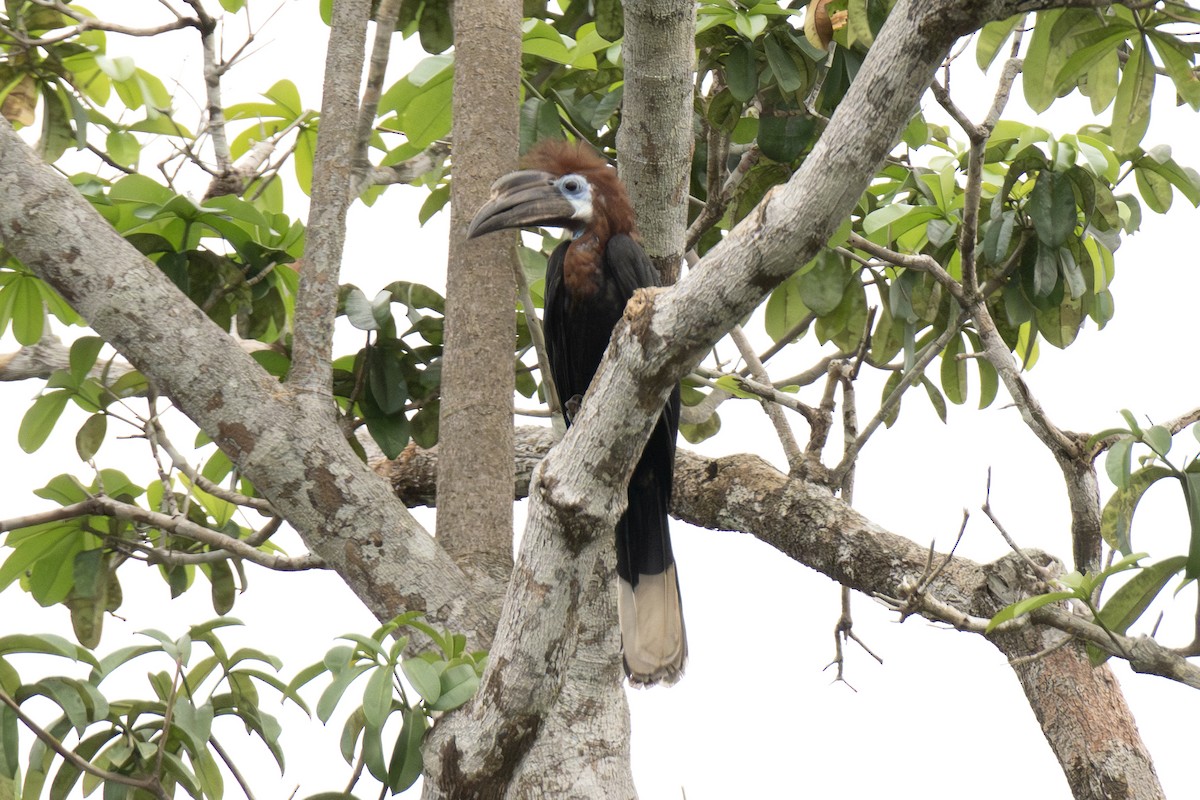 クロコブサイチョウ - ML640110823