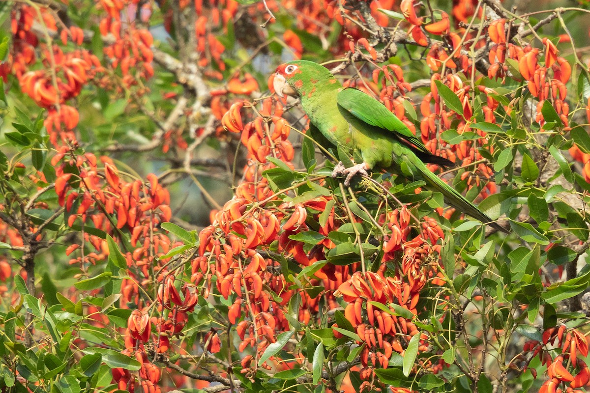 Mitred Parakeet - ML640110860