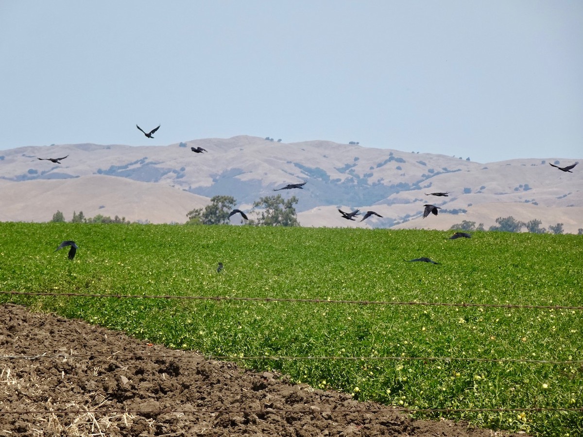 krkavec velký - ML640110876