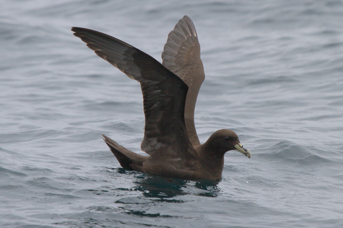White-chinned Petrel - ML640110879