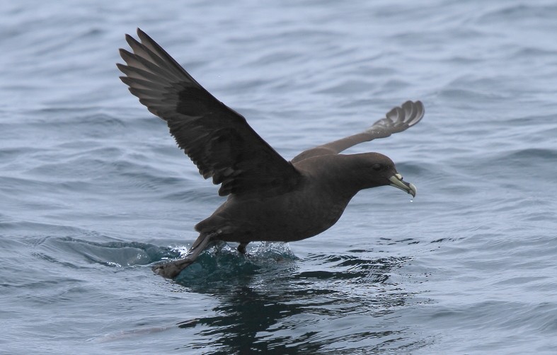 White-chinned Petrel - ML640110882