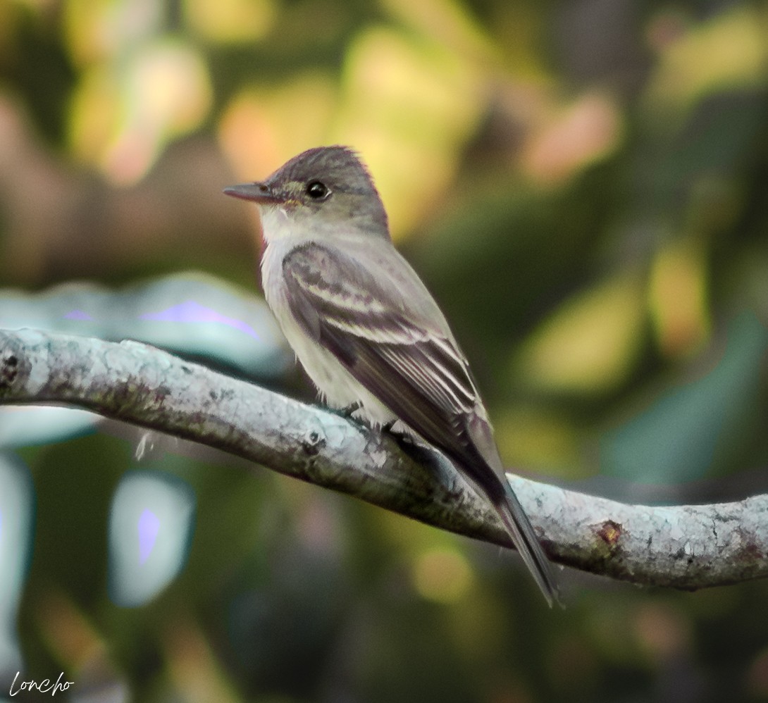 Eastern Wood-Pewee - ML640110891