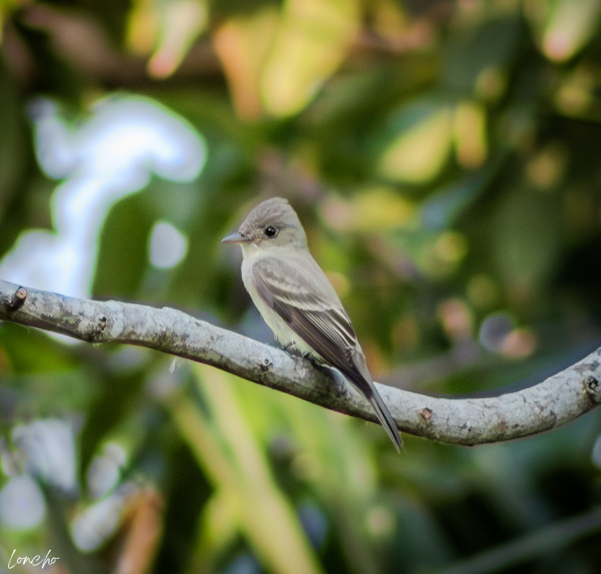 Eastern Wood-Pewee - ML640110892