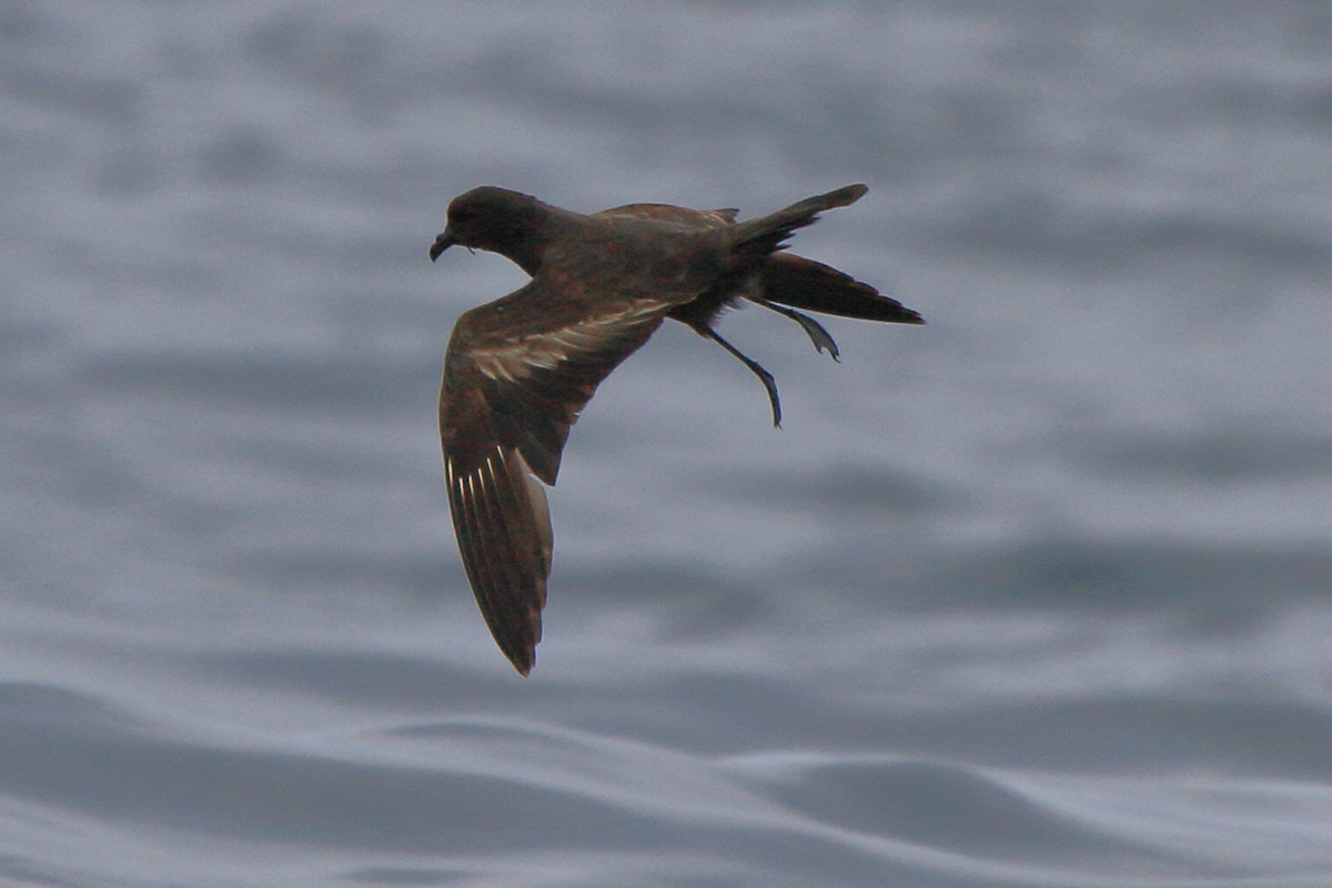 Markham's Storm-Petrel - ML640110927