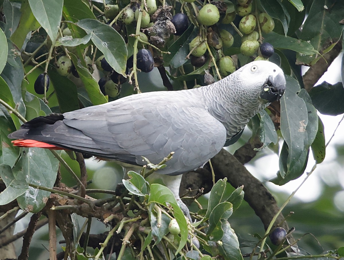 Gray Parrot - ML640110958