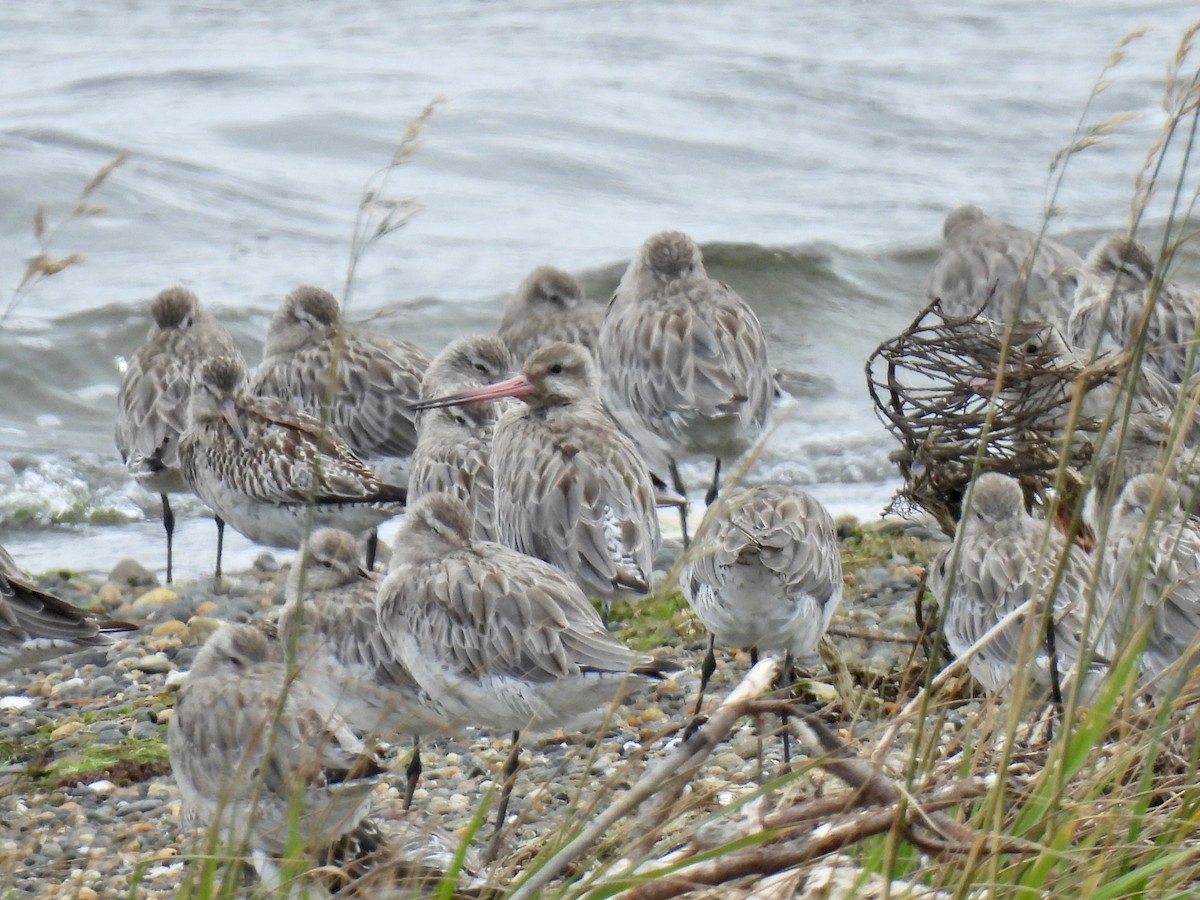 Bar-tailed Godwit - ML640110985