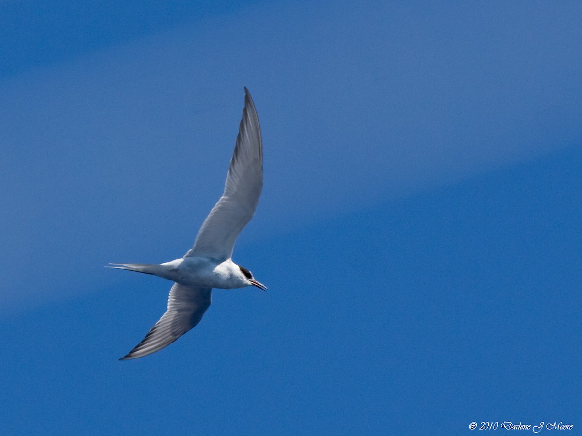 Arctic Tern - ML640110988