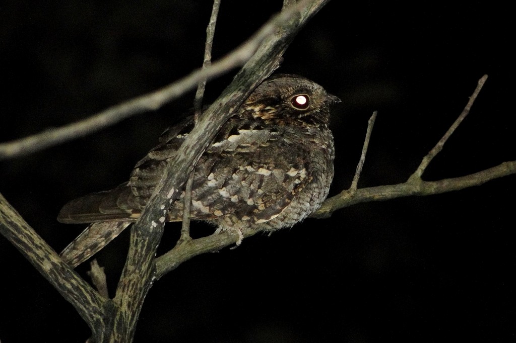 Little Nightjar - ML640111050
