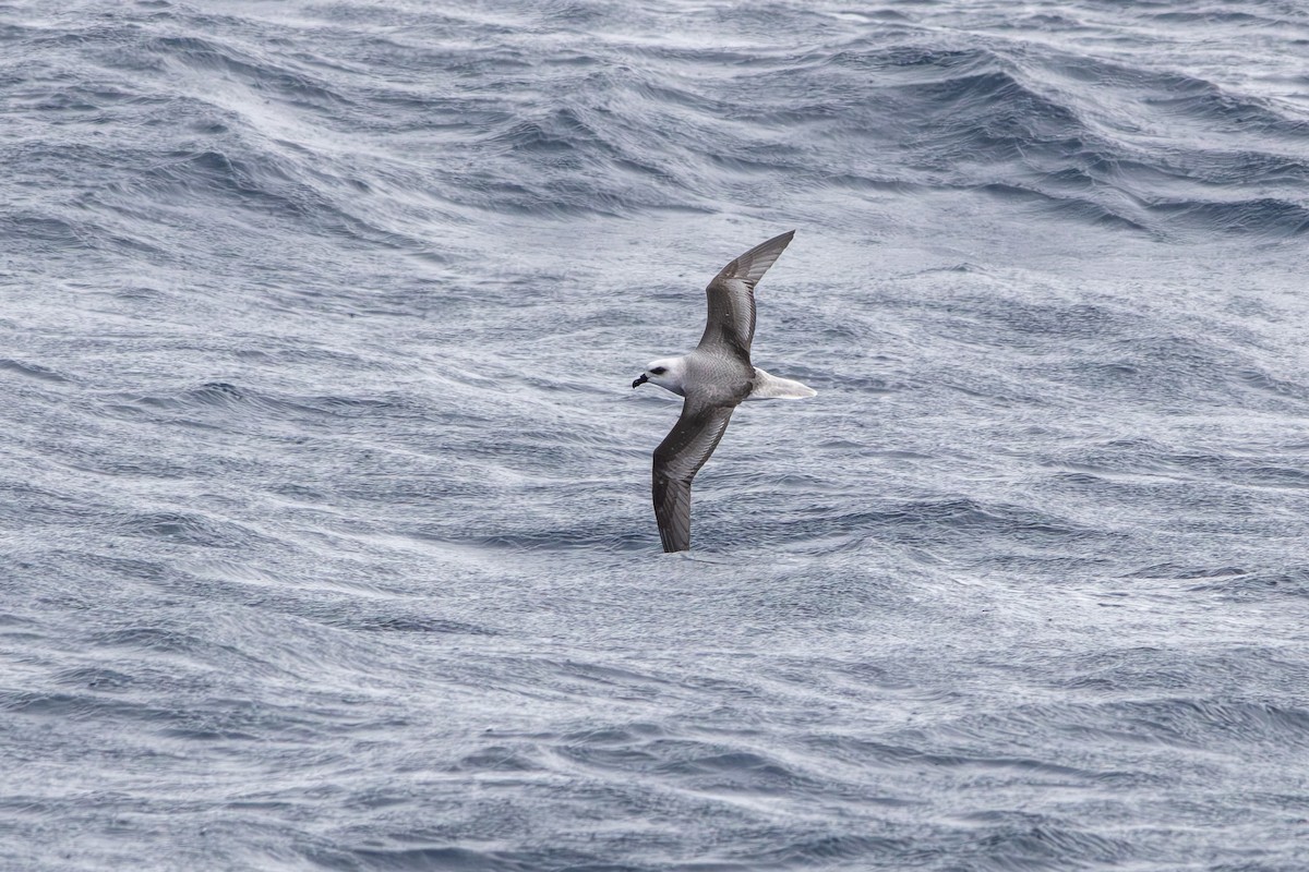 White-headed Petrel - ML640111072