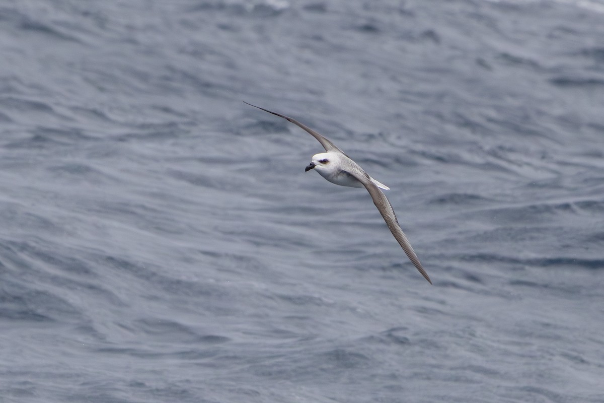 White-headed Petrel - ML640111129