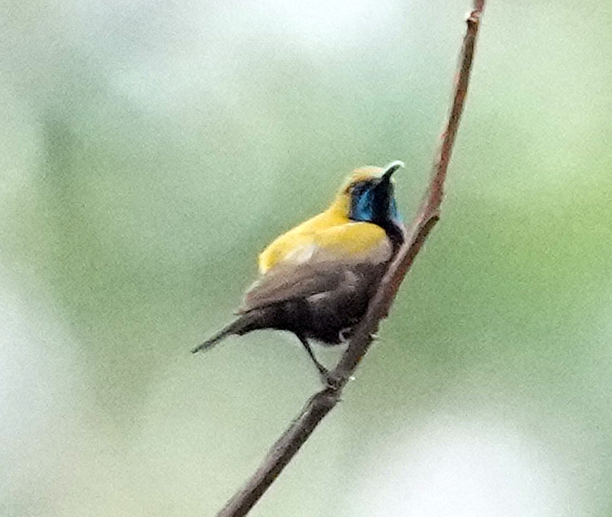 South Moluccan Sunbird - ML640111137