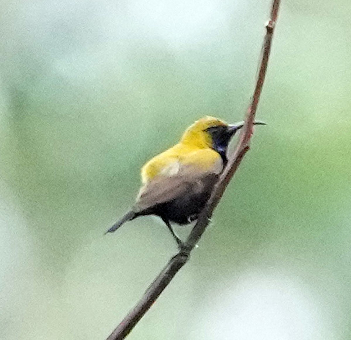 South Moluccan Sunbird - ML640111138