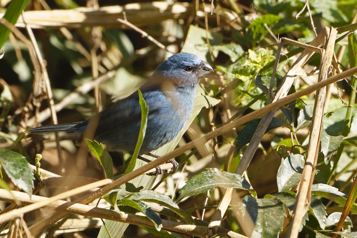 Glaucous-blue Grosbeak - ML640111169