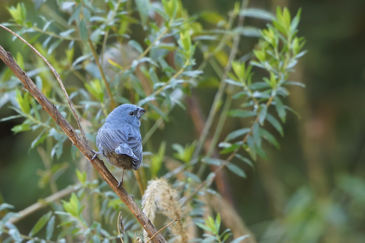 Glaucous-blue Grosbeak - ML640111171