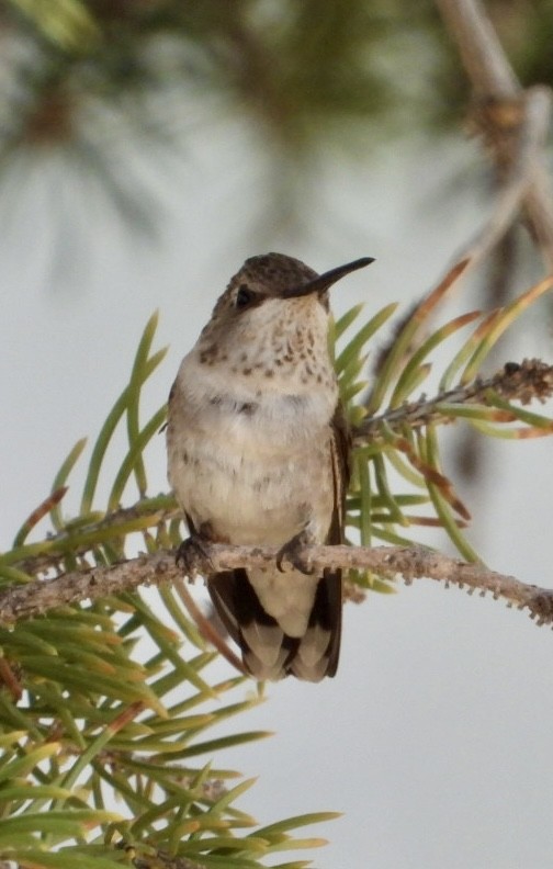 Black-chinned Hummingbird - ML640111205