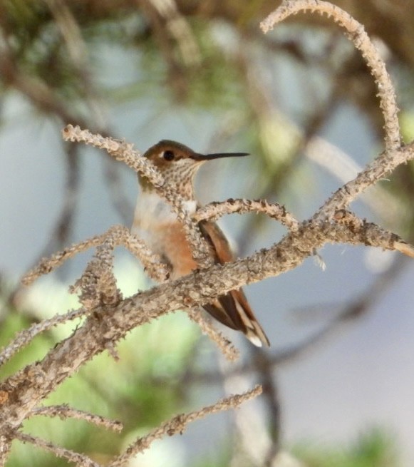 Rufous Hummingbird - ML640111210
