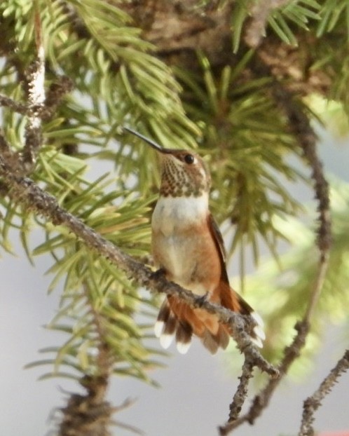 Rufous Hummingbird - ML640111211
