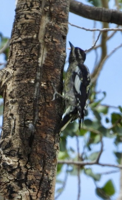 Red-naped Sapsucker - ML640111237