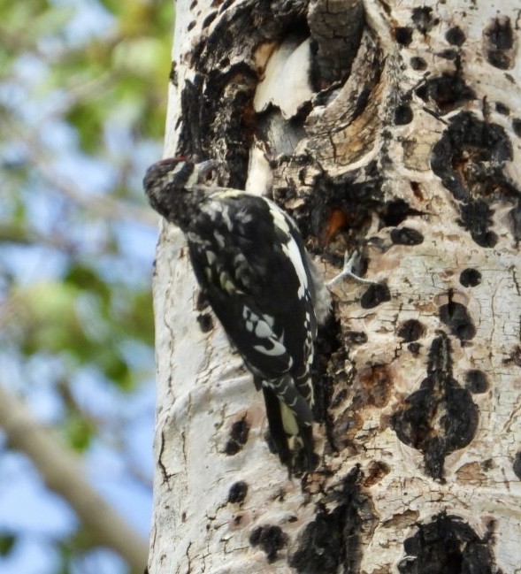 Red-naped Sapsucker - ML640111238