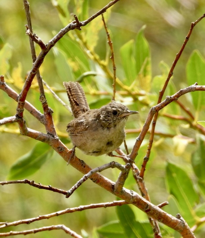 Northern House Wren - ML640111245