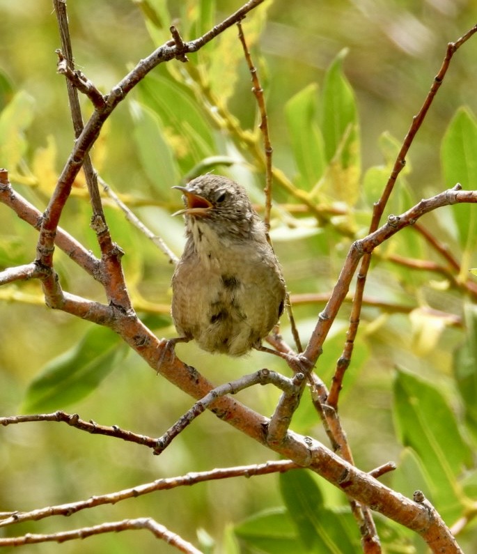 Northern House Wren - ML640111246