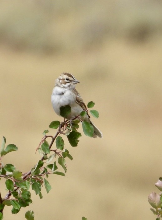 Lark Sparrow - ML640111254