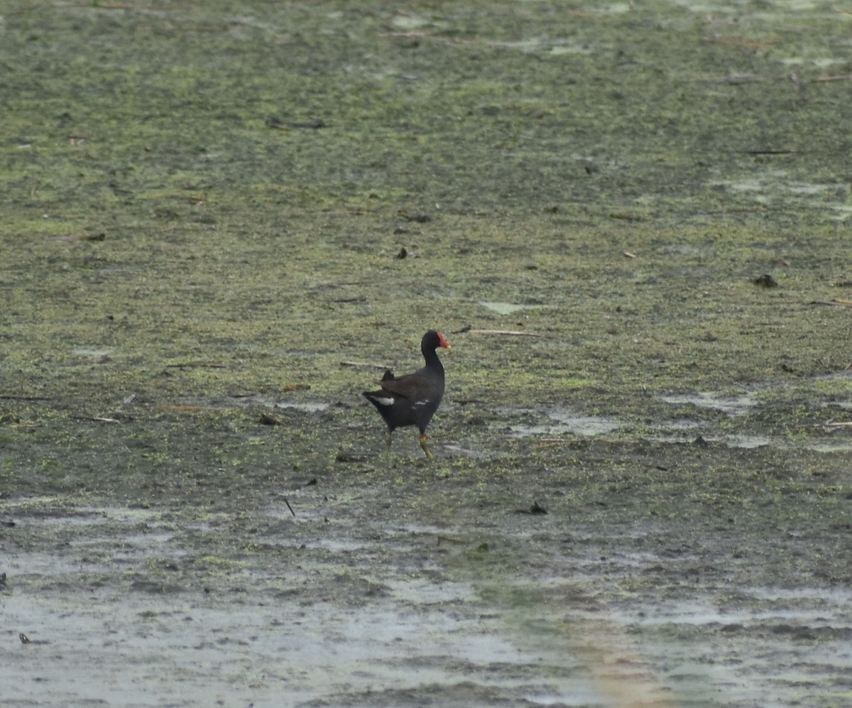 Common Gallinule - ML640111297