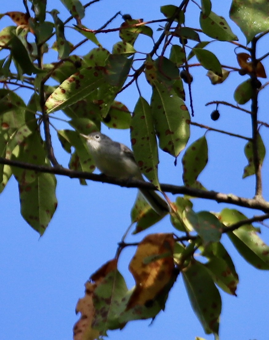 Blue-gray Gnatcatcher - ML640111303