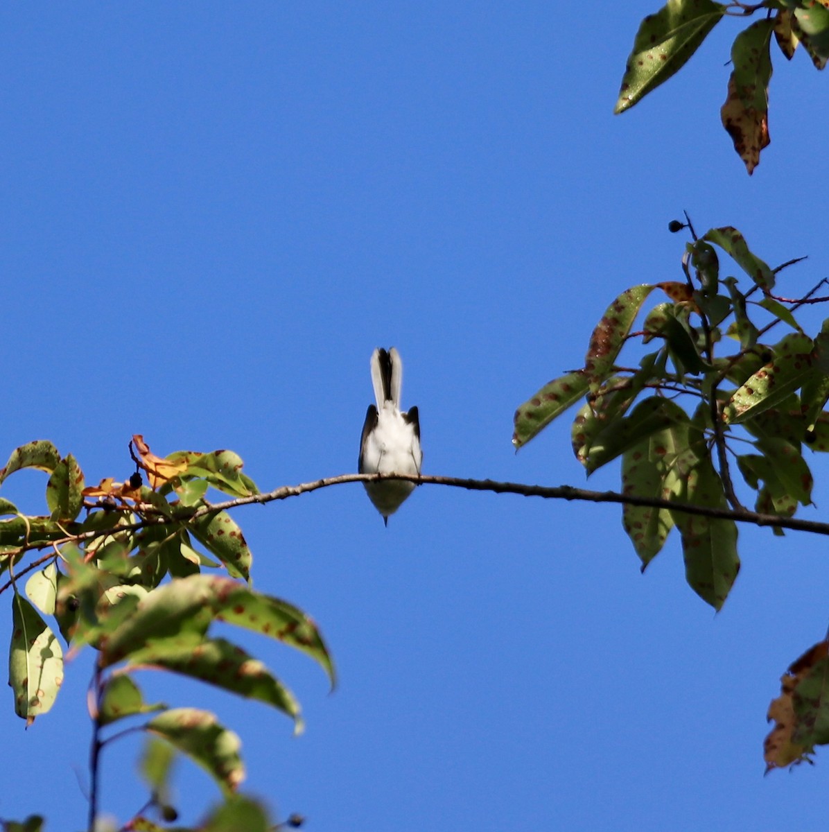 Blue-gray Gnatcatcher - ML640111305