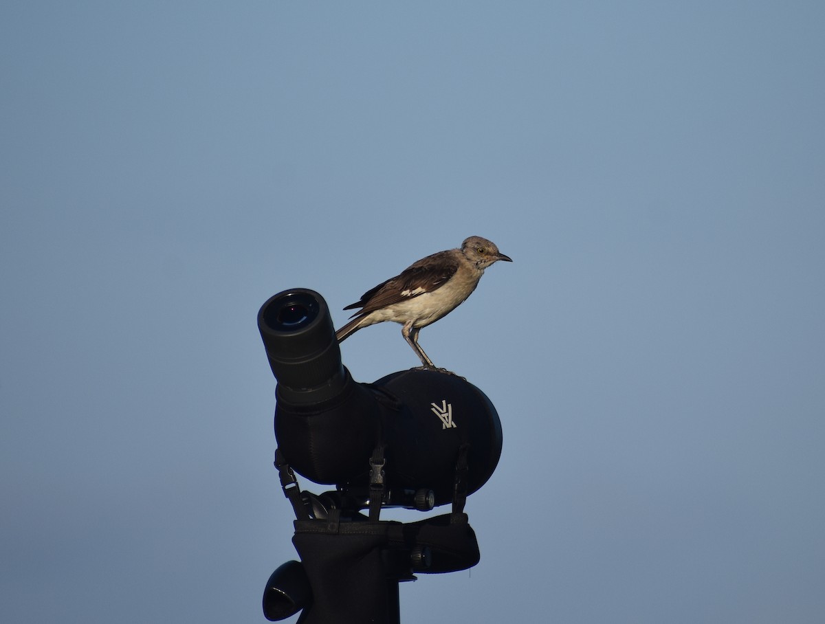 Northern Mockingbird - ML640111342