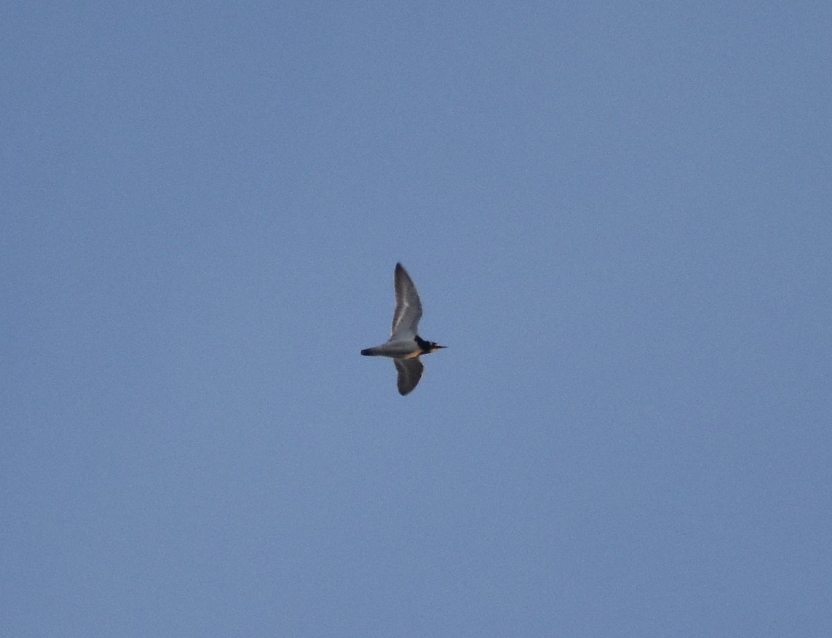 Ruddy Turnstone - ML640111351