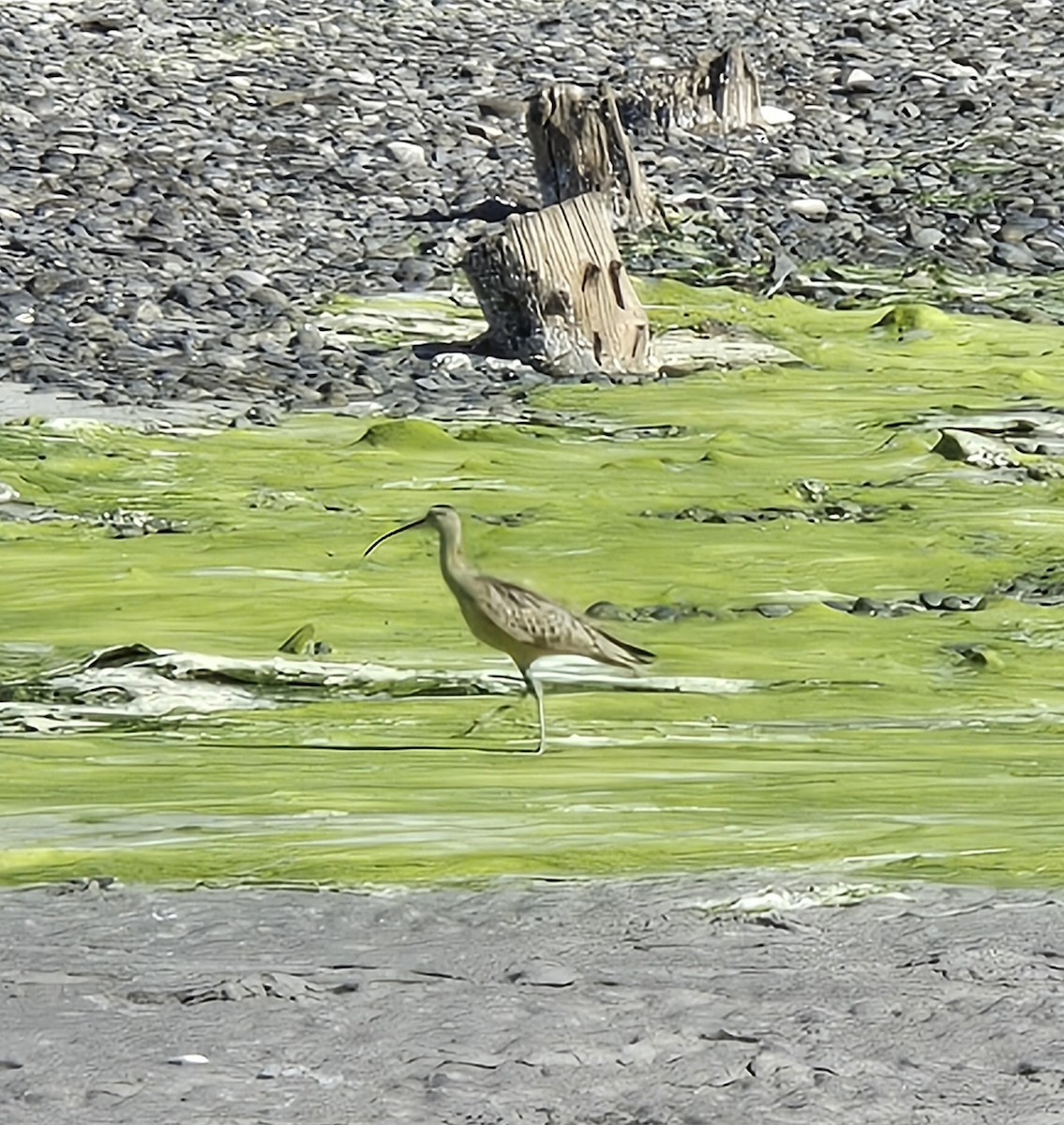 tundraspove - ML640111354