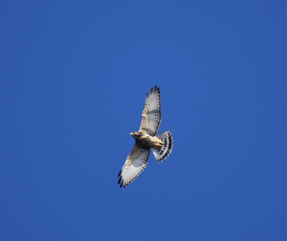 Broad-winged Hawk - ML640111358