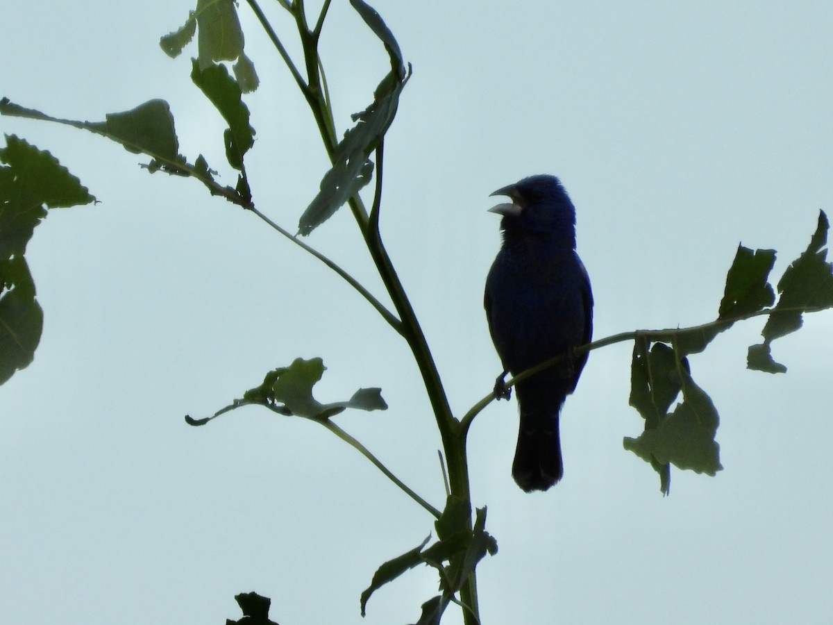 Blue Grosbeak - ML640111372