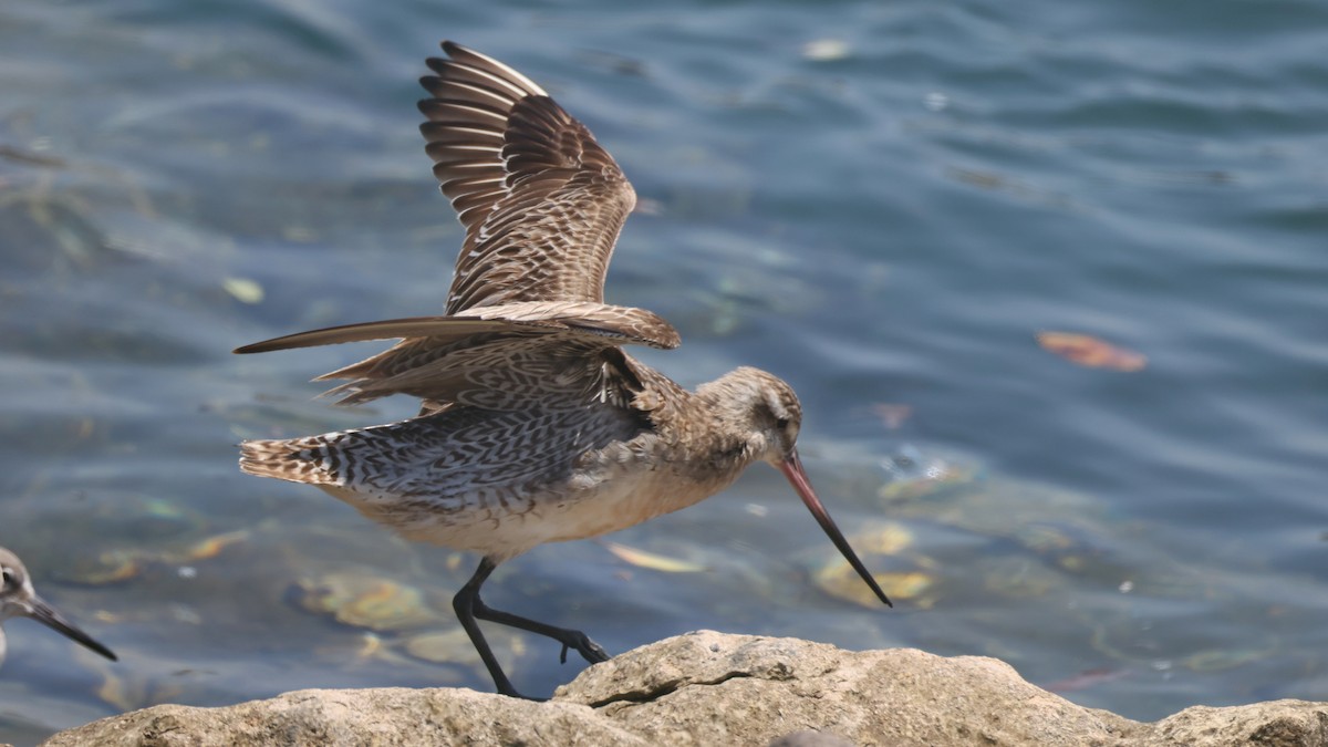 Bar-tailed Godwit - ML640111380